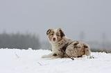 BERGER AUSTRALIEN PUPPIES 503